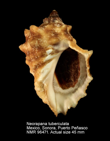 Neorapana tuberculata (4).jpg - Neorapana tuberculata (G.B.Sowerby,1835) 